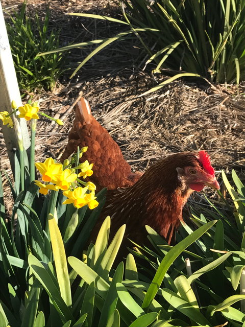 Lessismore Farm Afternoon Farmer - Nambucca Heads Accommodation 2