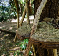 Mount Keira Ring Track - Nambucca Heads Accommodation