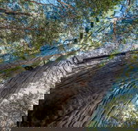 Wallumatta Nature Reserve - Nambucca Heads Accommodation
