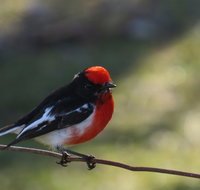 Weddin Bird Trails - Nambucca Heads Accommodation