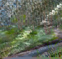 Anabranch Loop Track - Nambucca Heads Accommodation