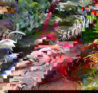 Ballina Farmers Market