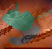 Batchelor Butterfly Farm  Pet Garden - Nambucca Heads Accommodation