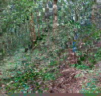 Blackbutt walking track - Nambucca Heads Accommodation