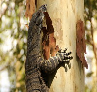 Blue Gum Hills Regional Park - Nambucca Heads Accommodation