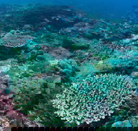 Hanging Rock Dive Site - Nambucca Heads Accommodation