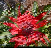 Inverawe Native Gardens - Nambucca Heads Accommodation
