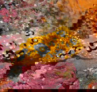 Magic Mountain Dive Site - Nambucca Heads Accommodation