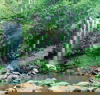 Tamborine National Park - Nambucca Heads Accommodation