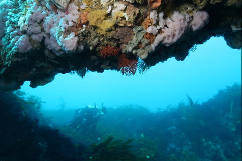 The Arches Marine Sanctuary - Nambucca Heads Accommodation 2