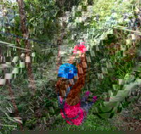 TreeTop Challenge - Sunshine Coast - Nambucca Heads Accommodation