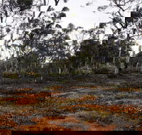 Woylie Walk Dryandra Woodland - Nambucca Heads Accommodation