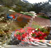 Blue Hills Berries and Cherries - Nambucca Heads Accommodation