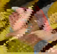 Irukandji Shark and Ray Encounters