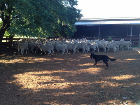 Kuriong Sheep Station - Nambucca Heads Accommodation 1