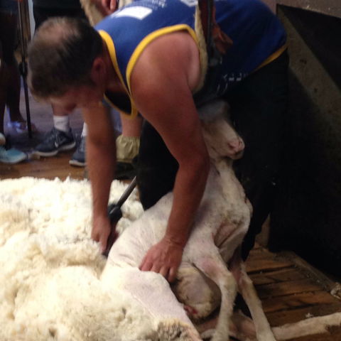Kuriong Sheep Station - Nambucca Heads Accommodation 2