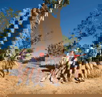 Magnetic Termite Mounds - Nambucca Heads Accommodation