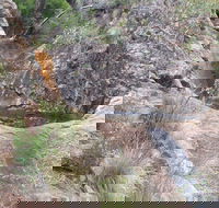 Mill-bullah Walking Track - Nambucca Heads Accommodation