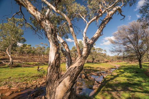 Mount Grenfell Historic Site - Nambucca Heads Accommodation 2