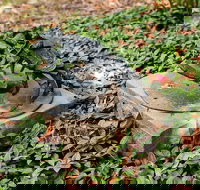 Antony Symons - Retrospective of a Life's Work - Nambucca Heads Accommodation
