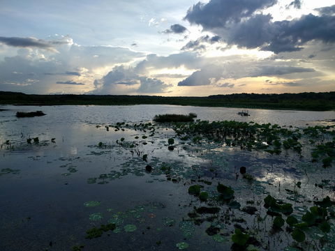 Fogg Dam Conservation Reserve - Nambucca Heads Accommodation 1