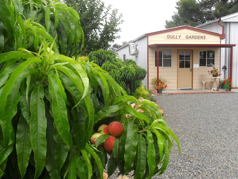 Gully Gardens - Nambucca Heads Accommodation 0