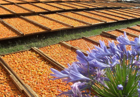 Gully Gardens - Nambucca Heads Accommodation 2