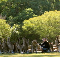 Lone Pine Koala Sanctuary - Nambucca Heads Accommodation
