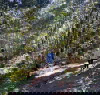 Lyrebird Circuit Walk - Nambucca Heads Accommodation