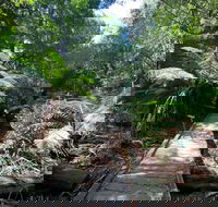 Wirrawilla Rainforest Walk - Nambucca Heads Accommodation