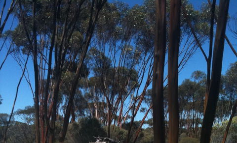 Boorabbin National Park - Nambucca Heads Accommodation 0