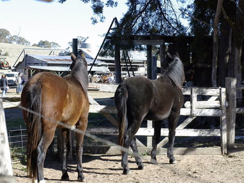 Harlow Park Horse Riding - Nambucca Heads Accommodation 1