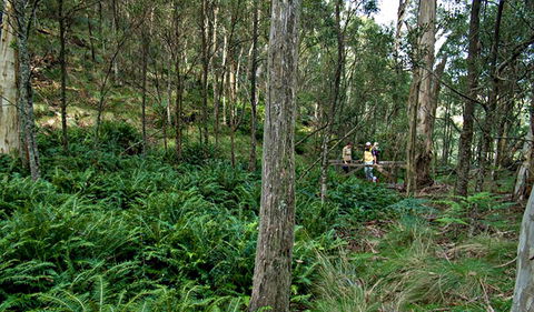 Nature Walking Track - Nambucca Heads Accommodation 0