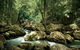 Sunshine Coast Hinterland Great Walk - thumb 1