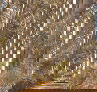 The Great Forest Trees Drive - Nambucca Heads Accommodation