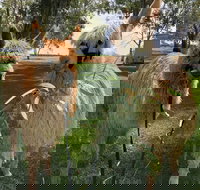 Visit an alpaca farm and get up and personal with these gentle and unique animals - Nambucca Heads Accommodation