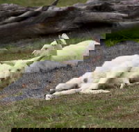Yarra Valley Nocturnal Zoo - Nambucca Heads Accommodation