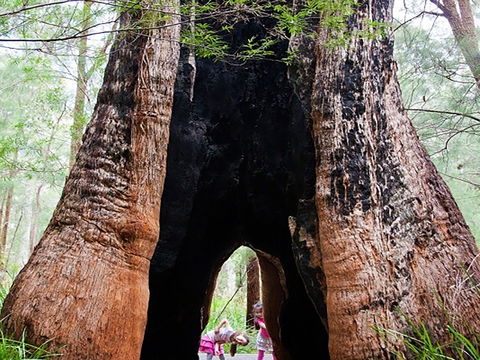 Ancient Empire Walk, Valley Of The Giants - Nambucca Heads Accommodation 0