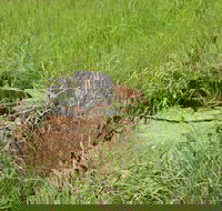 Brocks Creek Chinatown and Temple Site - Nambucca Heads Accommodation