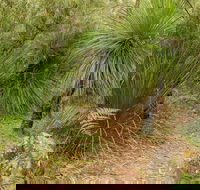 Grass Tree Circuit - Nambucca Heads Accommodation