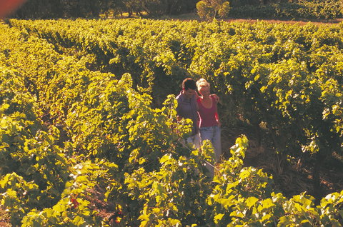 Margaret River Certified Organic And Biodynamic Wine Trail - Nambucca Heads Accommodation 2