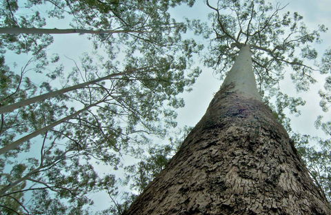 O'Sullivans Gap Picnic Area - Nambucca Heads Accommodation 0