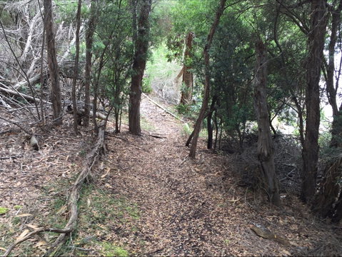 The Lady Barron Foreshore Walk - Nambucca Heads Accommodation 1