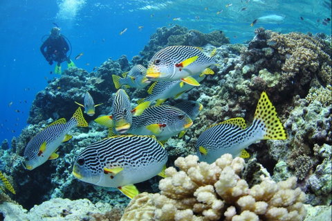 Twin Peaks Dive Site - Nambucca Heads Accommodation 0