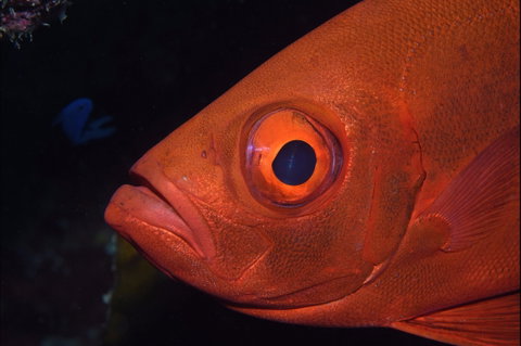 Twin Peaks Dive Site - Nambucca Heads Accommodation 1