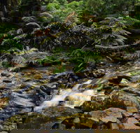 Budderoo National Park - Nambucca Heads Accommodation