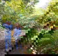 Endeavour Fern Gully Walks - Nambucca Heads Accommodation