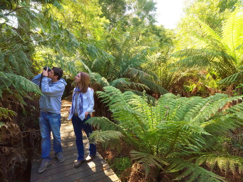 Endeavour Fern Gully Walks - Nambucca Heads Accommodation 0