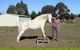Horses Teaching Humans - thumb 1