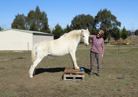 Horses Teaching Humans - Nambucca Heads Accommodation 1